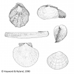 Cephalaspidea