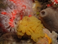 Porifera (sponges)