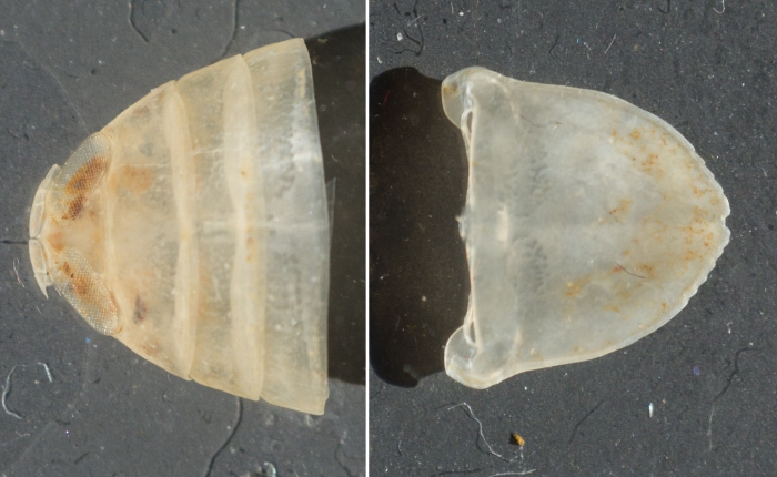 Aegiochus arctica Aegiochus arctica