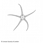 Ophiuroidea (brittle stars)