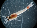 Hemimysis anomala, author: U.S. National Oceanic and Atmospheric Administration (NOAA) Hemimysis anomala, author: U.S. National Oceanic and Atmospheric Administration (NOAA)