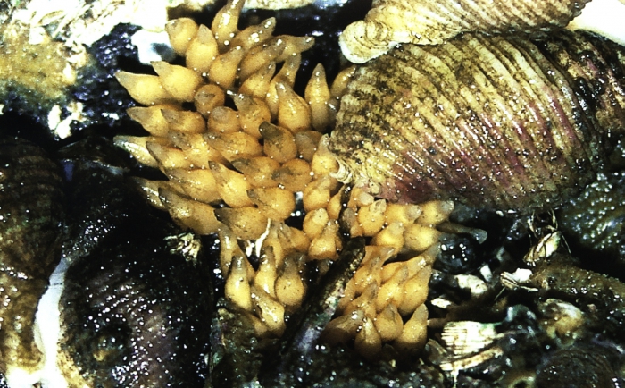 Nucella canaliculata Nucella canaliculata