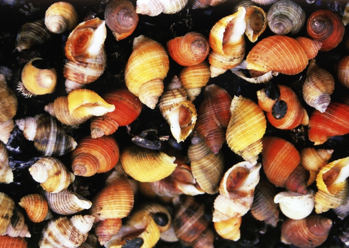 Nucella canaliculata Nucella canaliculata