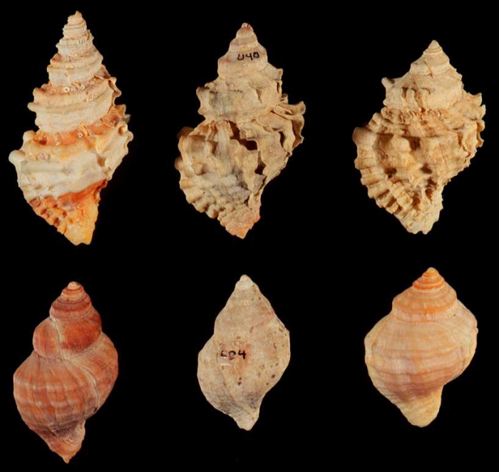 Nucella lamellosa - forms