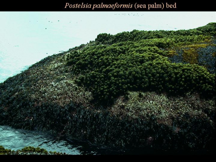 Postelsia palmaeformis