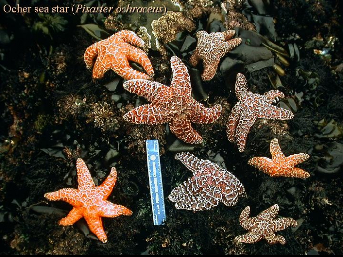 Pisaster ochraceus