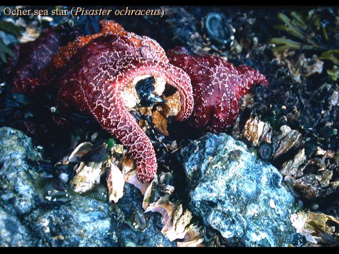 Pisaster ochraceus