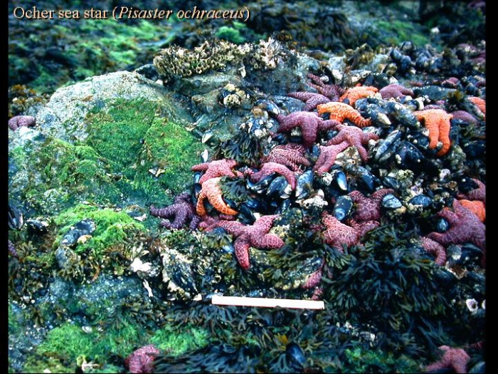 Pisaster ochraceus Pisaster ochraceus