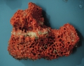 Porifera (sponges)