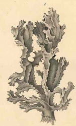 Acanthella acuta Schmidt, 1862