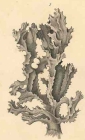 Acanthella acuta Schmidt, 1862