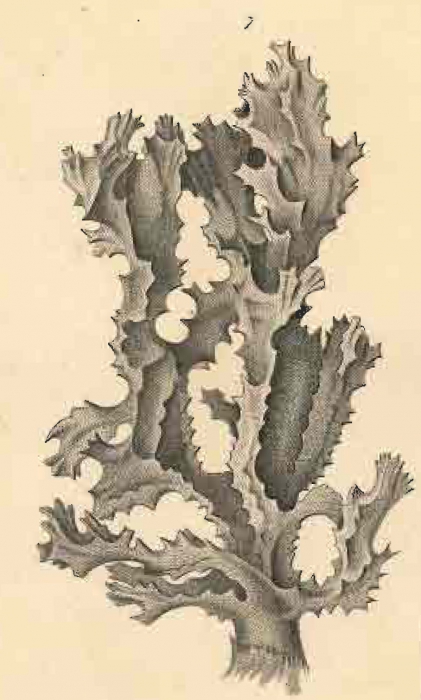 Acanthella acuta Schmidt, 1862