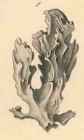 Acanthella obtusa Schmidt, 1862