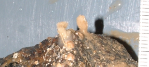 Acanthella erecta ZMA Por. 20148
