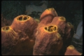 Porifera (sponges)