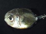 Chaetodontid (butterfly fish)