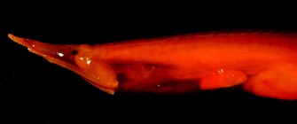 Neocyema erythrosoma (bobtail snipe eel)