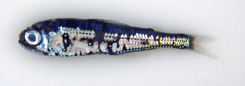 Myctophum punctatum (spotted lanternfish)