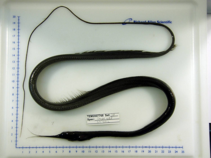 Nemichthys Nemichthys