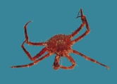 Lithodes maja, author: Fisheries and Oceans Canada, Heinz Wiele
