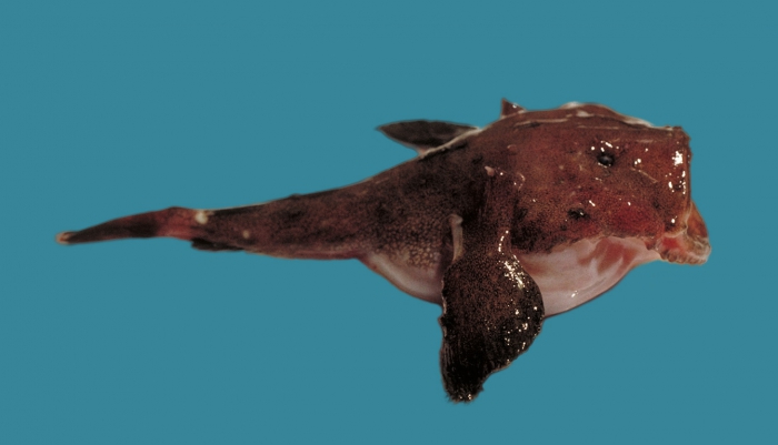 Lophius americanus Lophius americanus