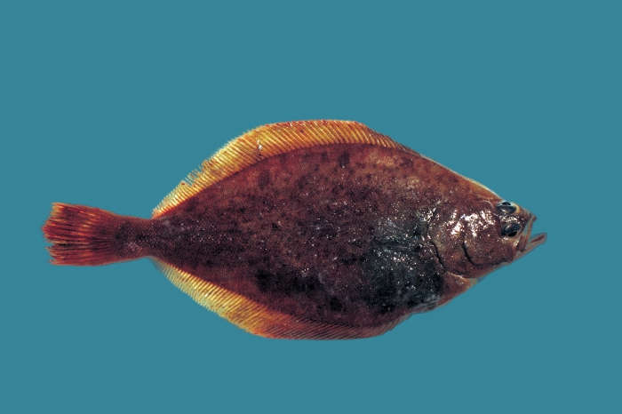 Hippoglossoides platessoides Hippoglossoides platessoides