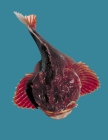 Hemitripterus americanus