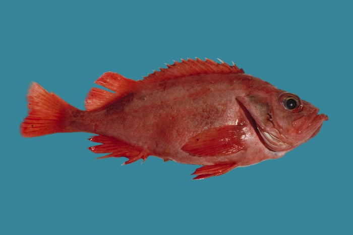 Sebastes Sebastes