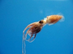 Cephalopoda