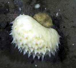 Porifera