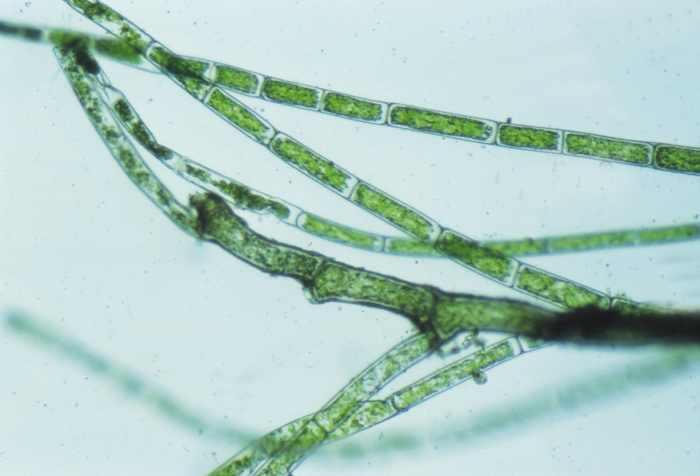 Cladophora Cladophora
