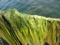 Chlorophyta (green algae)