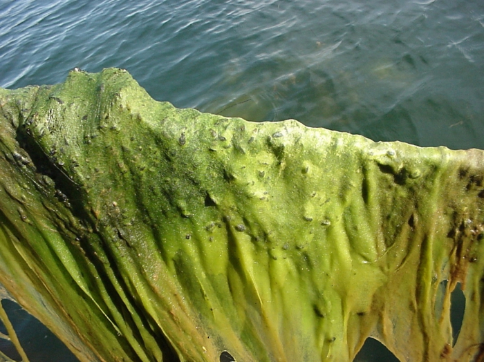 Cladophora Cladophora