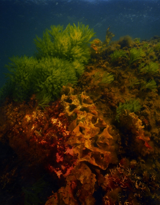 Codium Codium