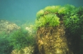 Chlorophyta (green algae)