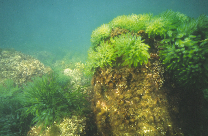 Codium Codium