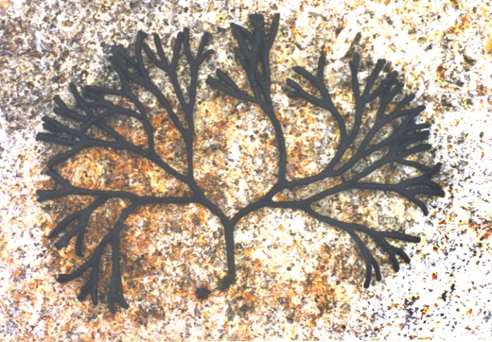 Codium Codium