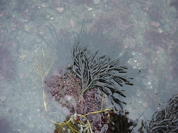 Codium Codium