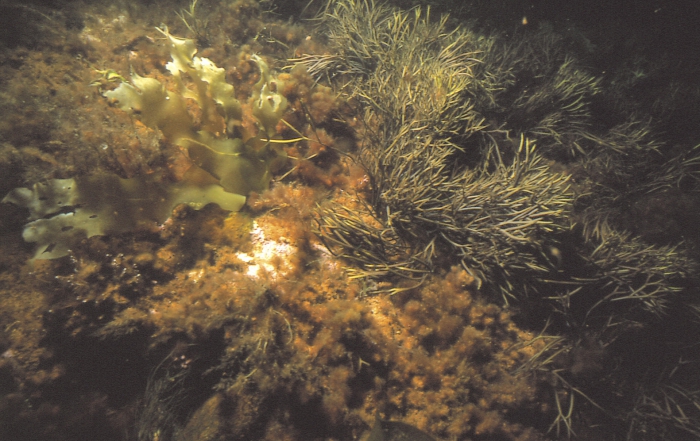 Furcellaria Furcellaria