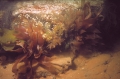 Rhodophyta (red algae)