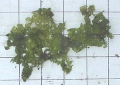 Chlorophyta (green algae)