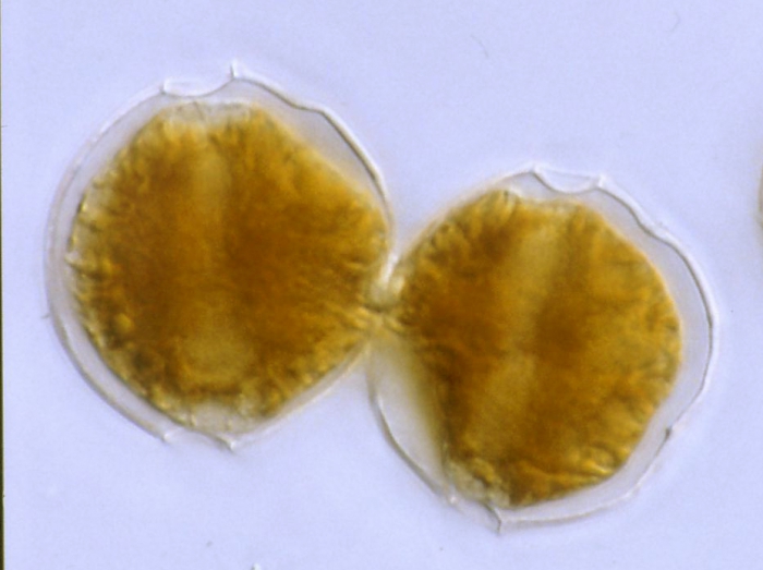 Alexandrium fundyense Alexandrium fundyense