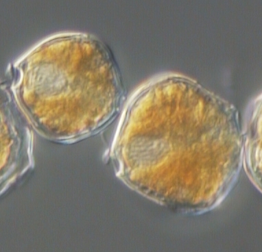 Alexandrium ostenfeldii Alexandrium ostenfeldii