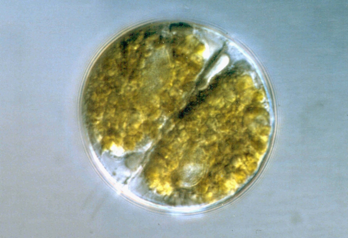 Helgolandinium subglobosum Helgolandinium subglobosum