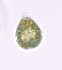 Scrippsiella trochoidea