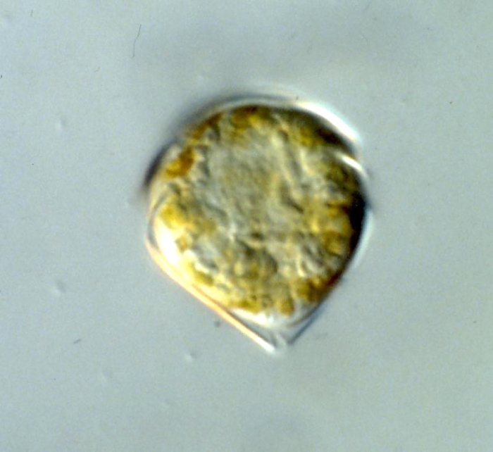 Scrippsiella trochoidea