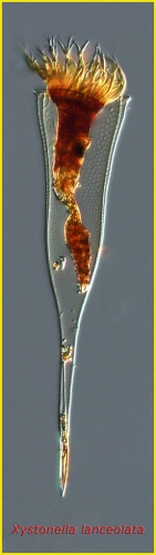 Xystonella lanceolata