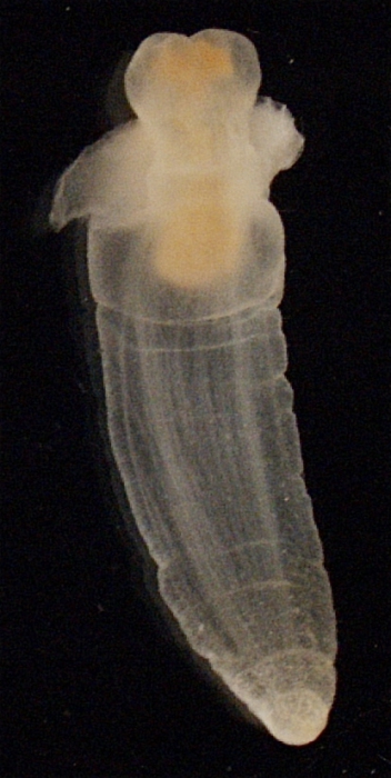 Clione limacina Clione limacina