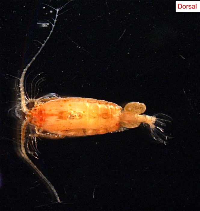 Copepod Copepod