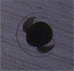 Euphausiid egg, author: Fisheries and Oceans Canada